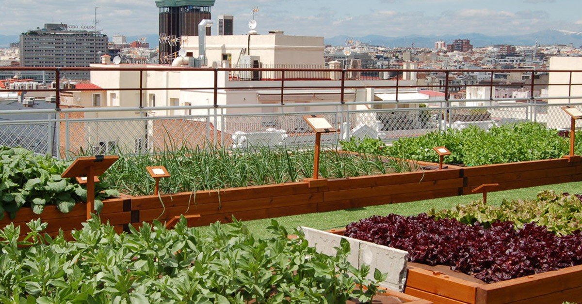 El huerto urbano del Hotel Wellington 