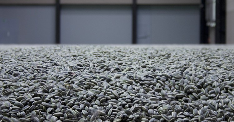 Pipas de girasol de Ai Weiwei (Dominic's pics, Foter)