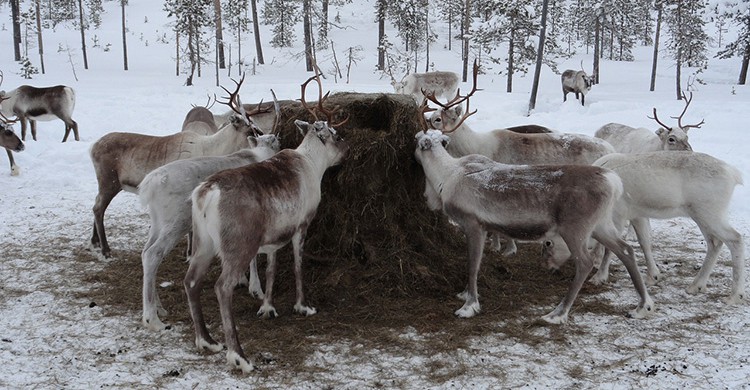 Renos en Laponia