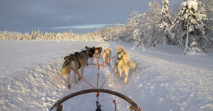 Trineo en Laponia
