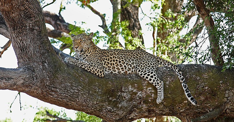 Un leopardo descansa sobre un árbol en Kenia