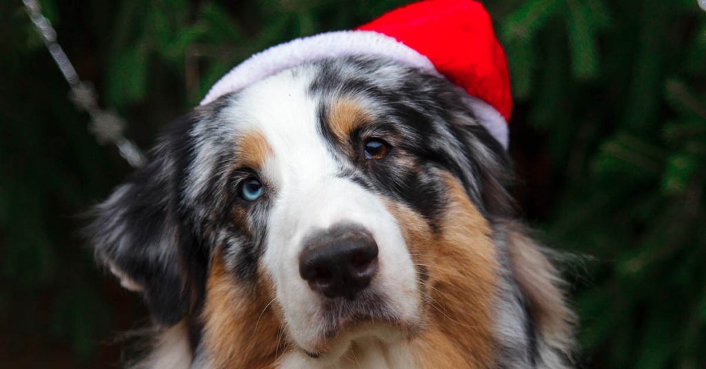 Sigue leyendo Las felicitaciones navideñas más cutres que vas a recibir esta Navidad