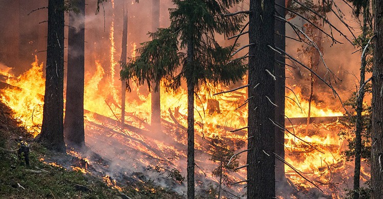 Incendio en un bosque