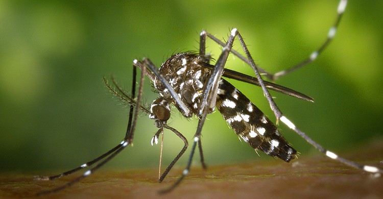 Mosquito