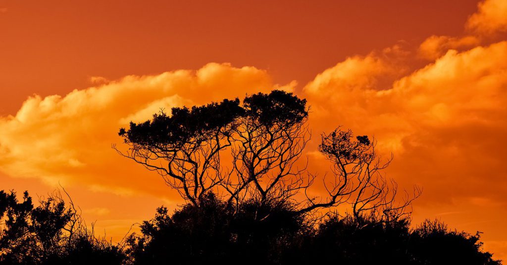 Sigue leyendo 7 consecuencias devastadoras del cambio climático que deberíamos tener en cuenta