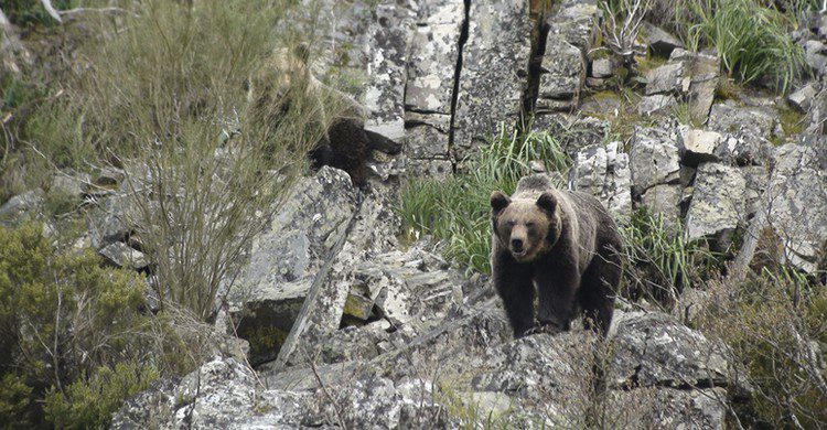 peliculas de los Goya 2018