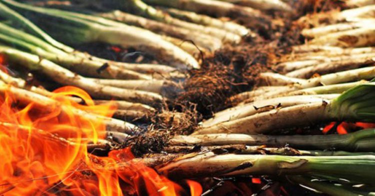 El Jardí de l´Àpat en Barcelona (Fuente: eljardidelapat.cat)