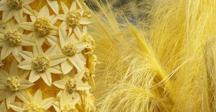 Varias palmas blancas