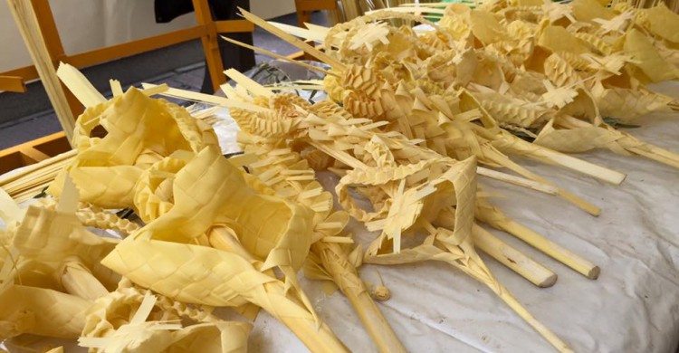 Varias palmas blancas