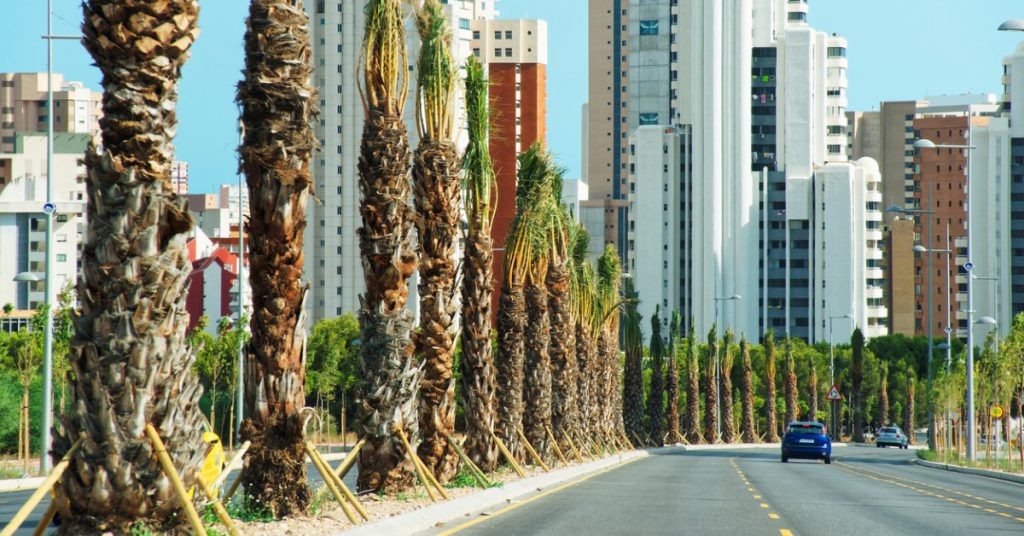 Descubre la asombrosa tradición de la Palma Blanca de Elche