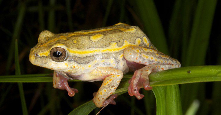 También cayeron una vez, en 1794, ranas del cielo (Fuente: Brian Gratwicke / Flickr)