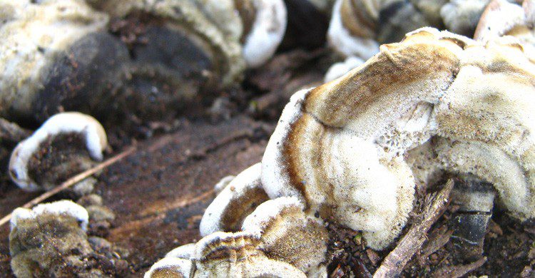 En 1857 se vivió una lluvia de carne (Fuente: Gljivarsko Drustvo / Flickr)