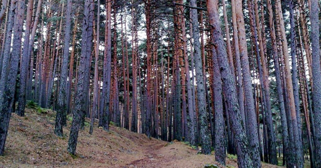 imagen pinares de San Rafael Segovia