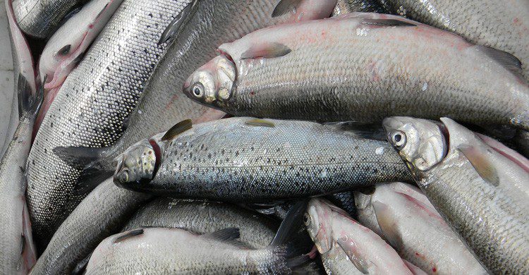 En 1848, los peces fueron protagonistas de una rara lluvia (Fuente: Maarit Lundback / Flickr)