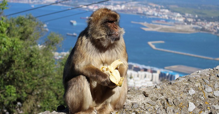 El típico mono de Gibraltar
