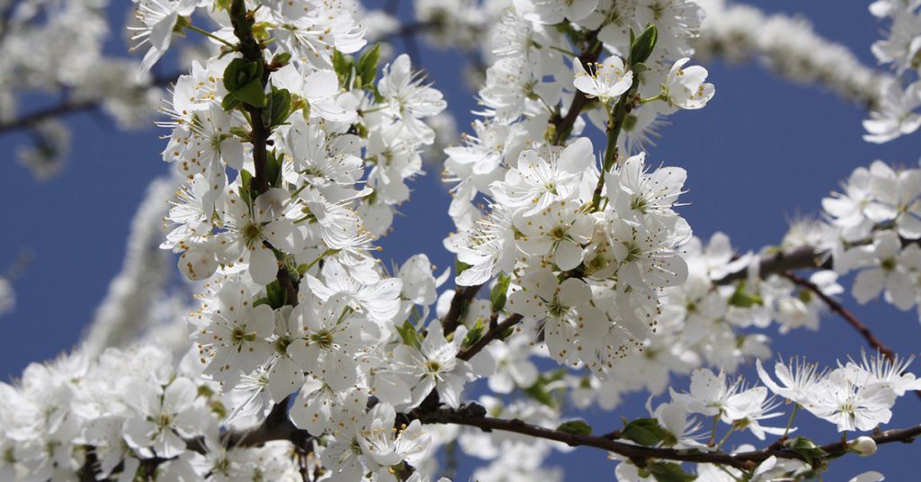 Foto cerezos