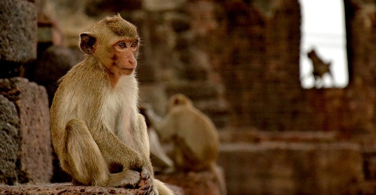 Monos en Lopburi
