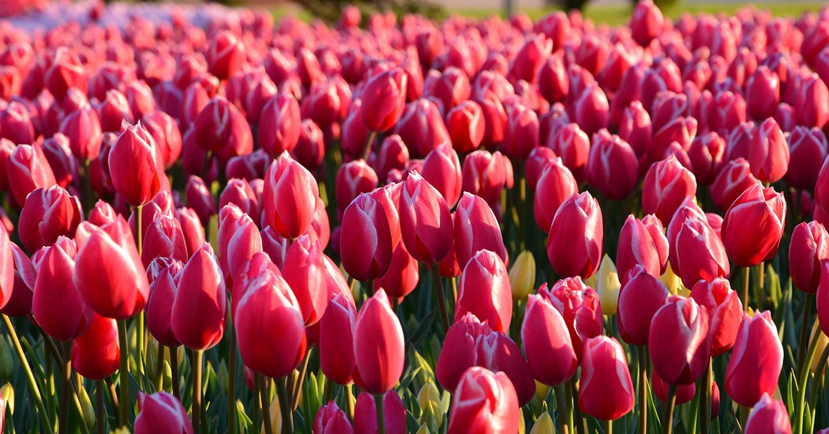 Campo de tulipanes en Ámsterdam