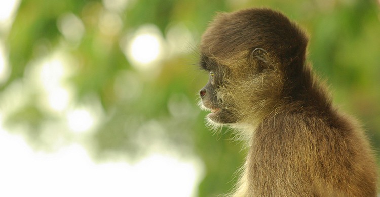 Un mono en la Isla de los Monos, en Panamá