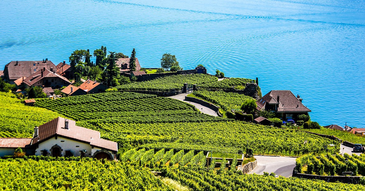 Viñedos en Montreux