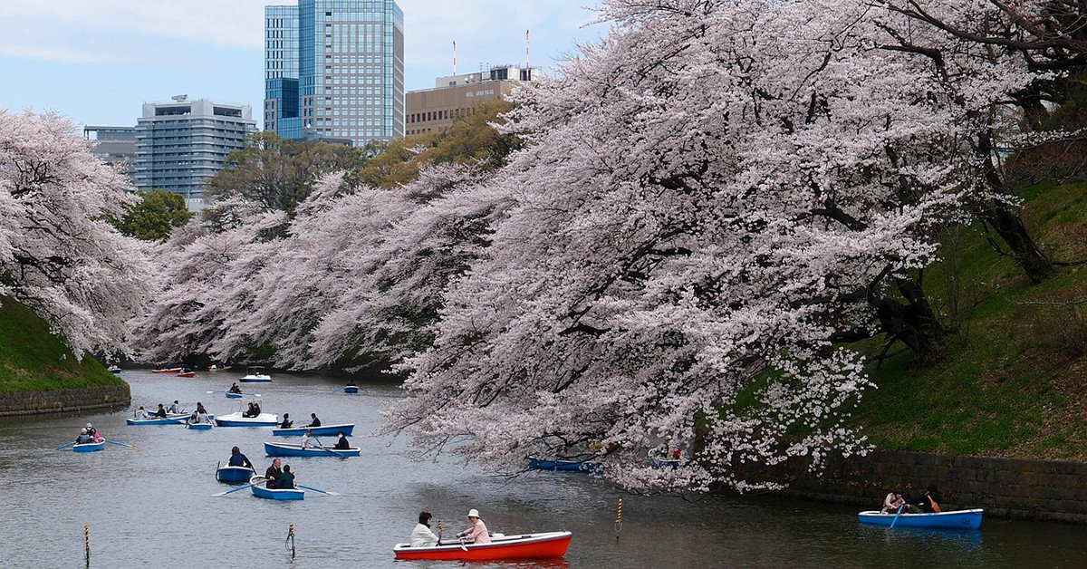 Árboles llenos de flores en Tokio durante la primavera