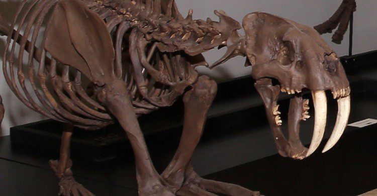 Una muestra del Museo Paleontológico de Cuenca (Fuente: Gobierno de Castilla La Mancha / Flickr)