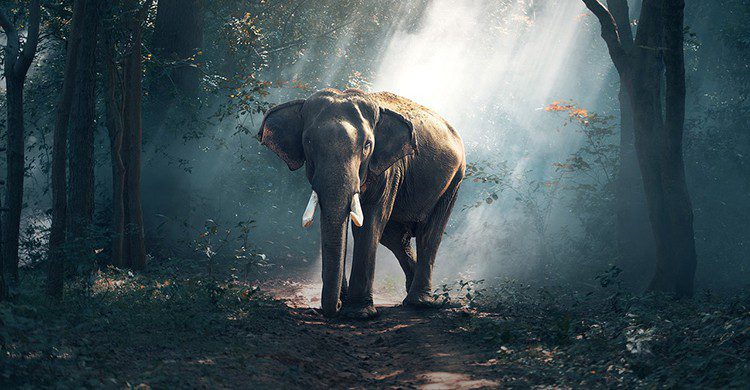 Un elefante en un bosque