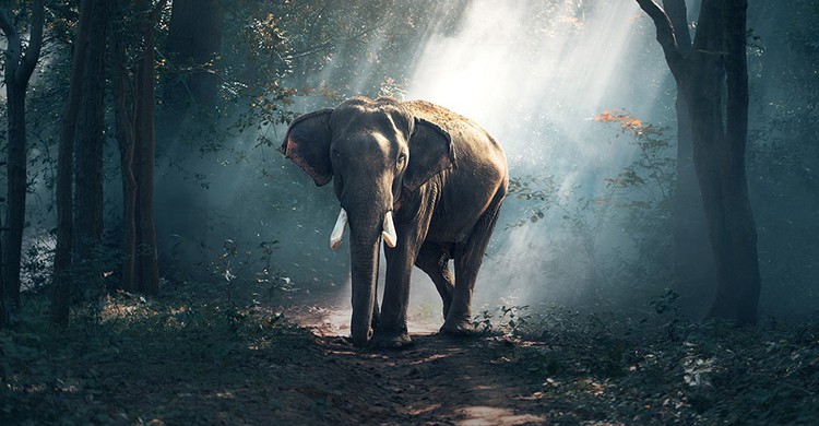 Un elefante en un bosque