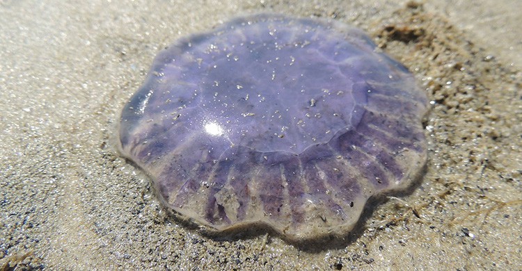 Medusa en la playa
