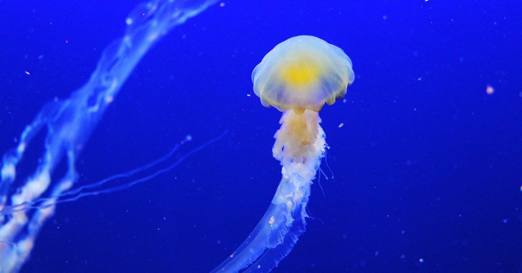Sigue leyendo 6 consejos infalibles si te pica una medusa este verano