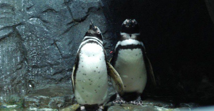 Los pingüinos en el Acuario de Gijón (Fuente: Armando Sotoca / Flickr)