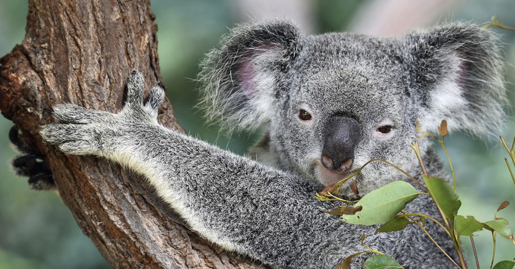 Sigue leyendo ¿Y qué se te ha perdido a ti en Australia y Nueva Zelanda?