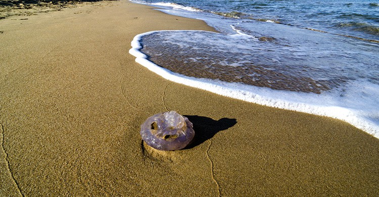 Medusa en la playa