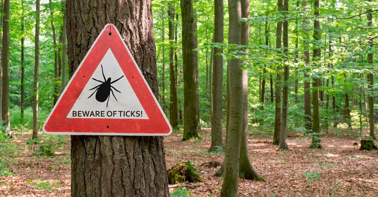 8. Enfermedad de Lyme
