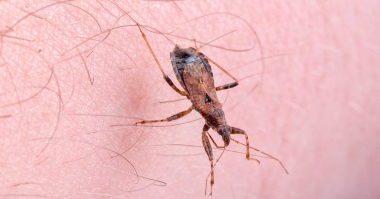 enfermedades latinoamerica