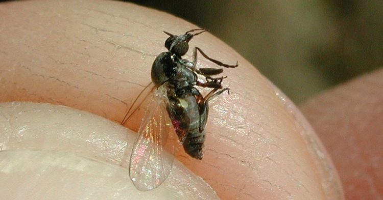 enfermedades latinoamerica