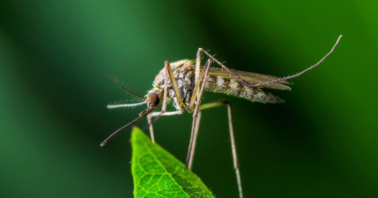 enfermedades latinoamerica