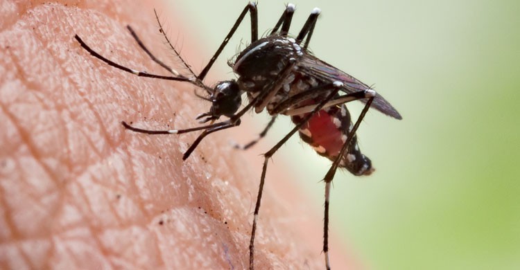 7. Malaria