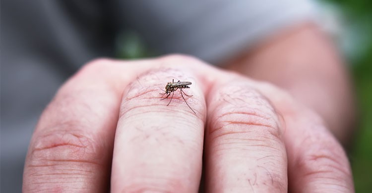 5. Chikungunya