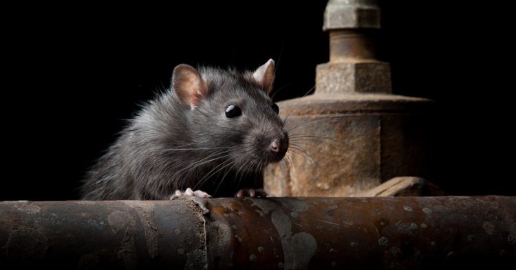 enfermedades latinoamerica