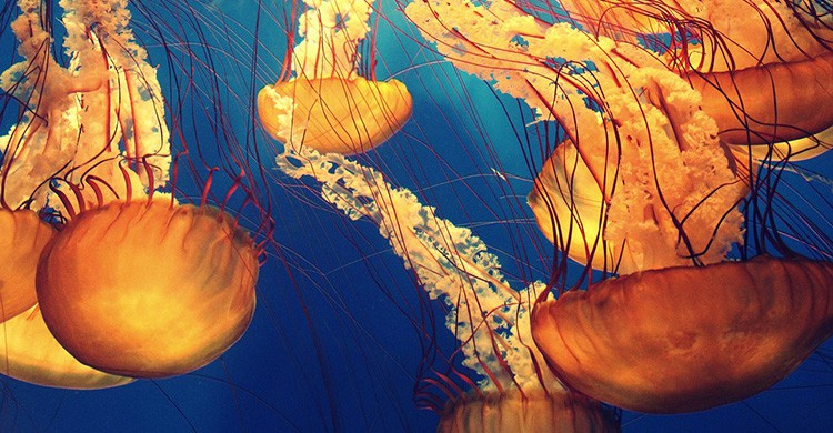 Medusas en el mar
