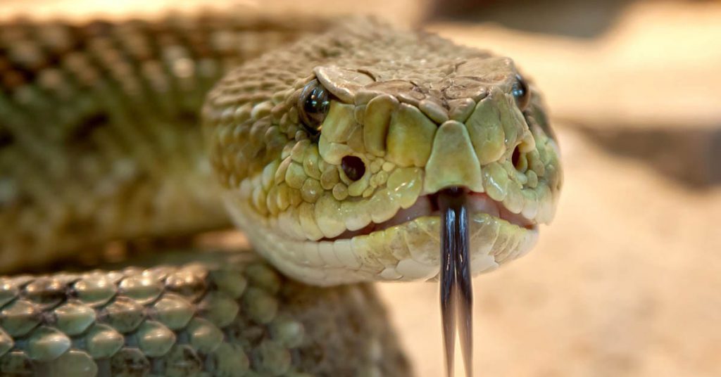 Sigue leyendo Snake Island: la isla donde habitan millares de las serpientes