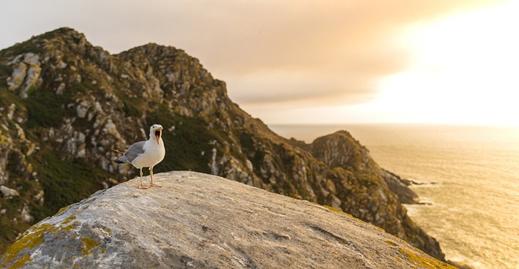 Gaviota en las Islas Cíes (iStock)