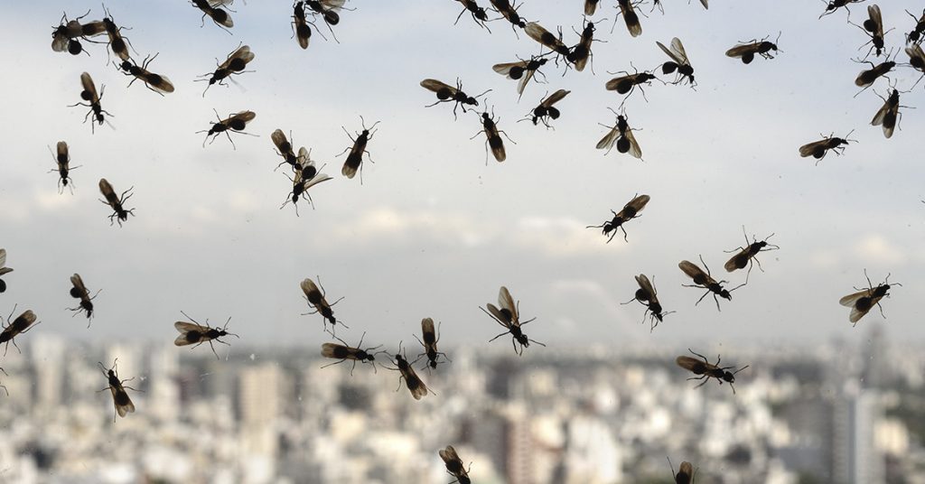 Sigue leyendo Hormigas invaden un vuelo y provocan el caos en el avión