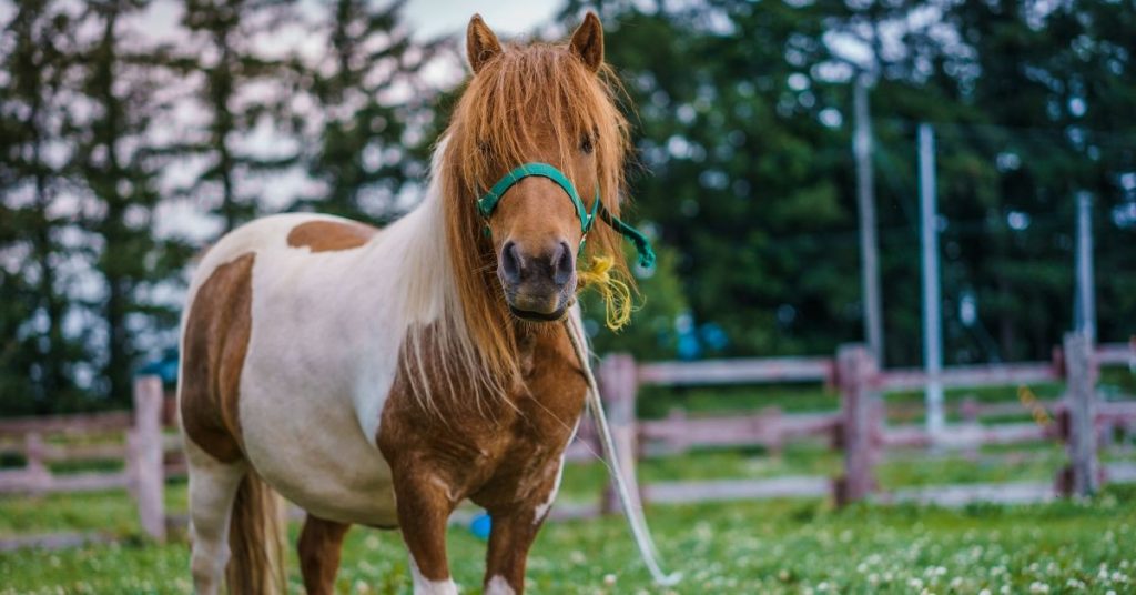 Sigue leyendo Una mujer viajó con un caballo a su lado en un avión