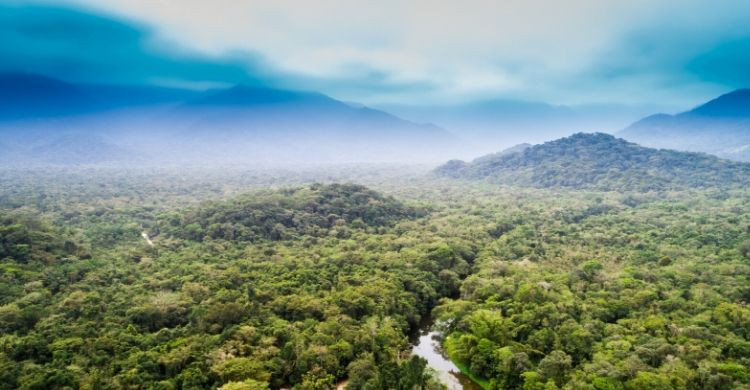 El bosque del Amazonas (iStock)