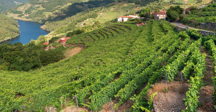 Ribeira Sacra