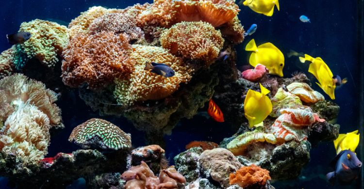 Gran Barrera de Coral (Adobe Stock)