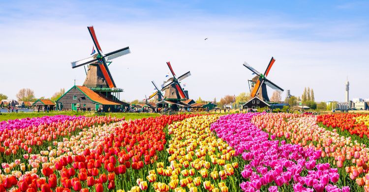 Molinos en Ámsterdam (Adobe Stock)