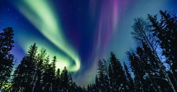 Coloridas auroras boreales polares en el bosque, en Finlandia. (Adobe Stock)